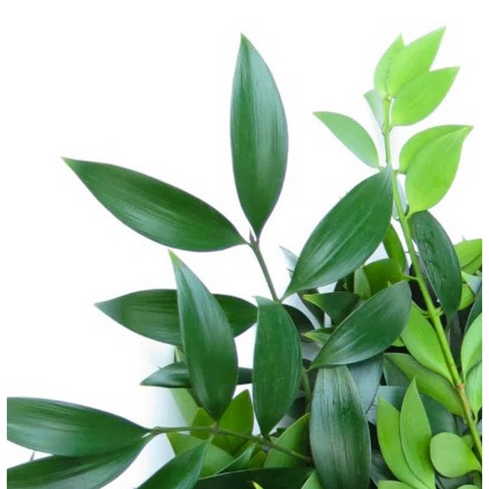 NAGI PODOCARPUS North American Wholesale Florist, Inc.