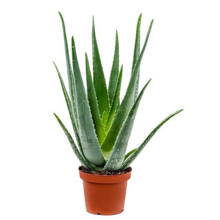 GP-4ALOE