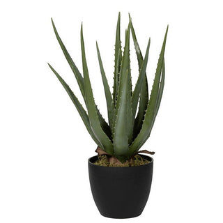 GP-6ALOE