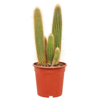 GP-6CACTI